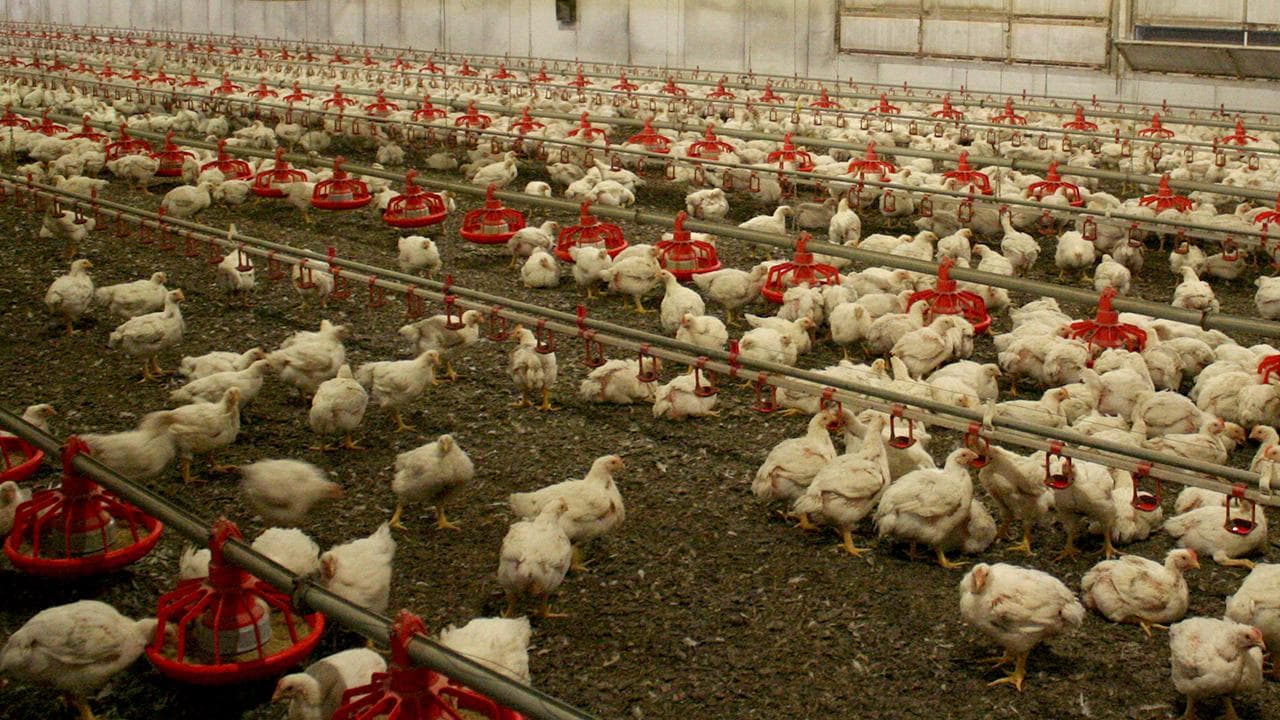 Avustralya'da Kuş Gribi Alarmı: Kümes Hayvanları Kapalı Alanlara Alınıyor
